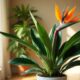 Guide to Growing Bird of Paradise Plant